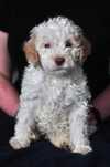 Szczeniak złoty, lagotto romagnolo, włoski pies dowodny.