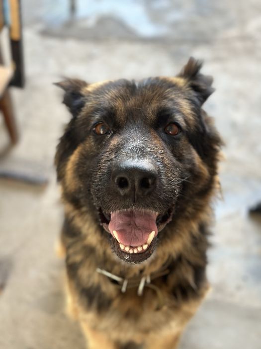 Собака. Овчарка. Длинношерстная немецкая овчарка.