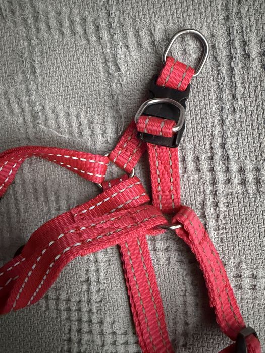 Шлея+поводок червона. Collar Dog Extreme