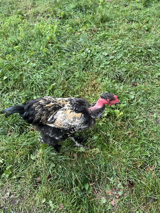 Кури голі шийки, продамо півня або пару