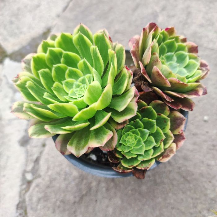 echeveria suyon crassula aeonium
