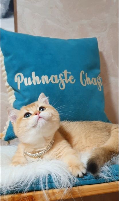 Золотая британская шиншилла ny12