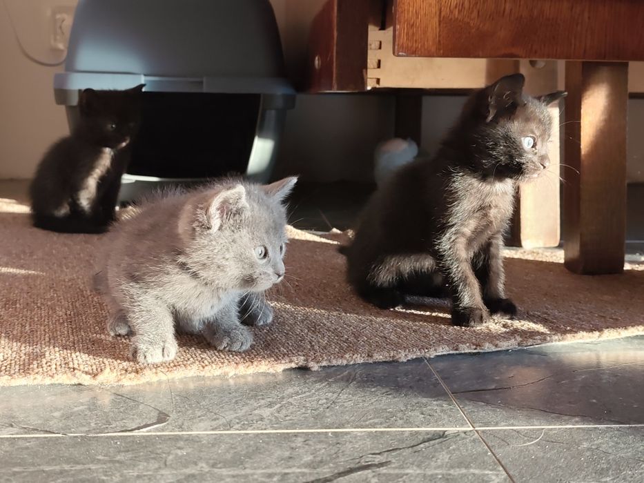 Котенята бомбейської породи, безкоштовно