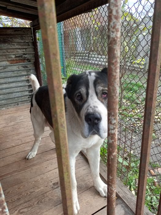 Кобель Алабая в'язка