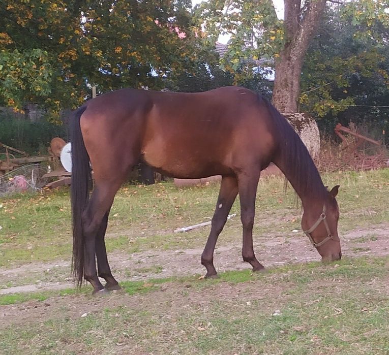 *Lancerot S* koń do sportu