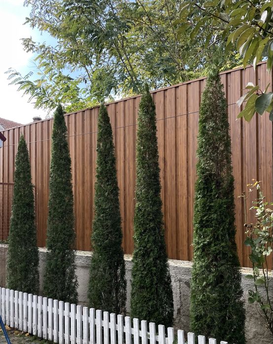 Стрижка туй, кустарников Одесса