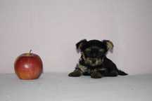 Yorkshire terrier NELSON piesek