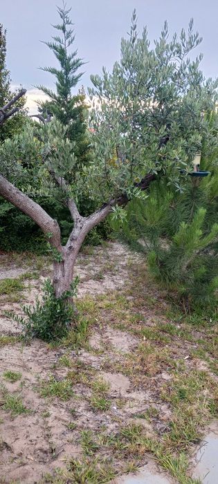 Oliveiras para jardim