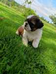 Shih tzu zapraszam