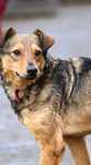 Wspaniały chłopak wałęsający się w poszukiwaniu jedzenia do adopcji