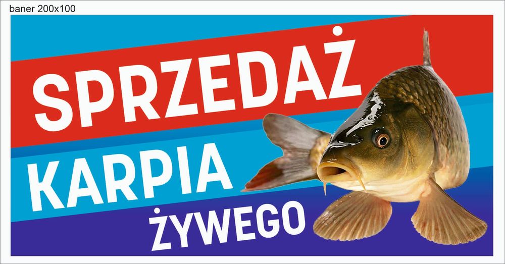 Karp królewski handlowy