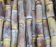 Cana de açúcar (raspada) de agricultura biológica certificada.