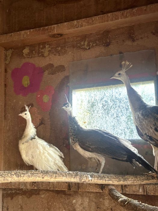 Pawie 2025 rok para czarnoskrzydłych