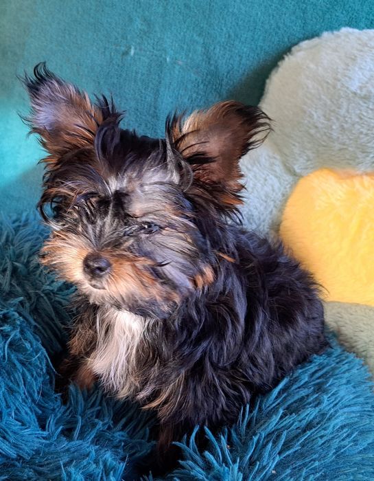 Yorkshire Terrier, york Drobnej budowy