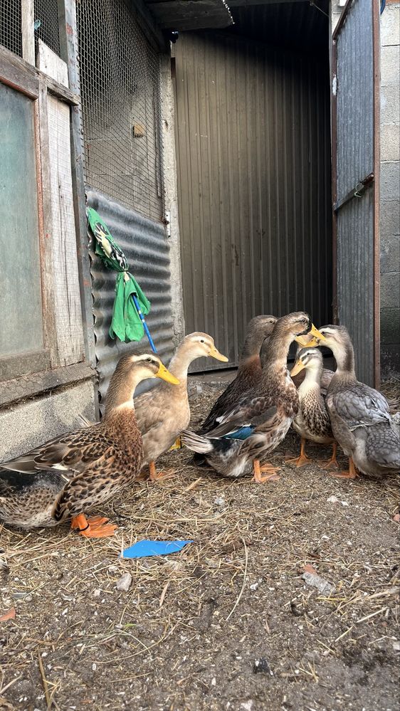 Patos Rouen machos