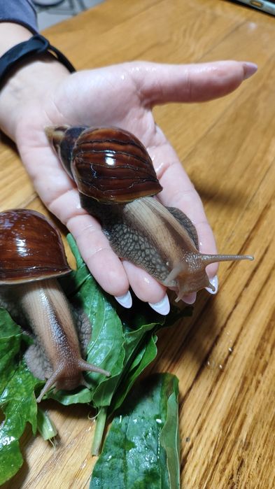 Віддам равликів ахатин безкоштовно