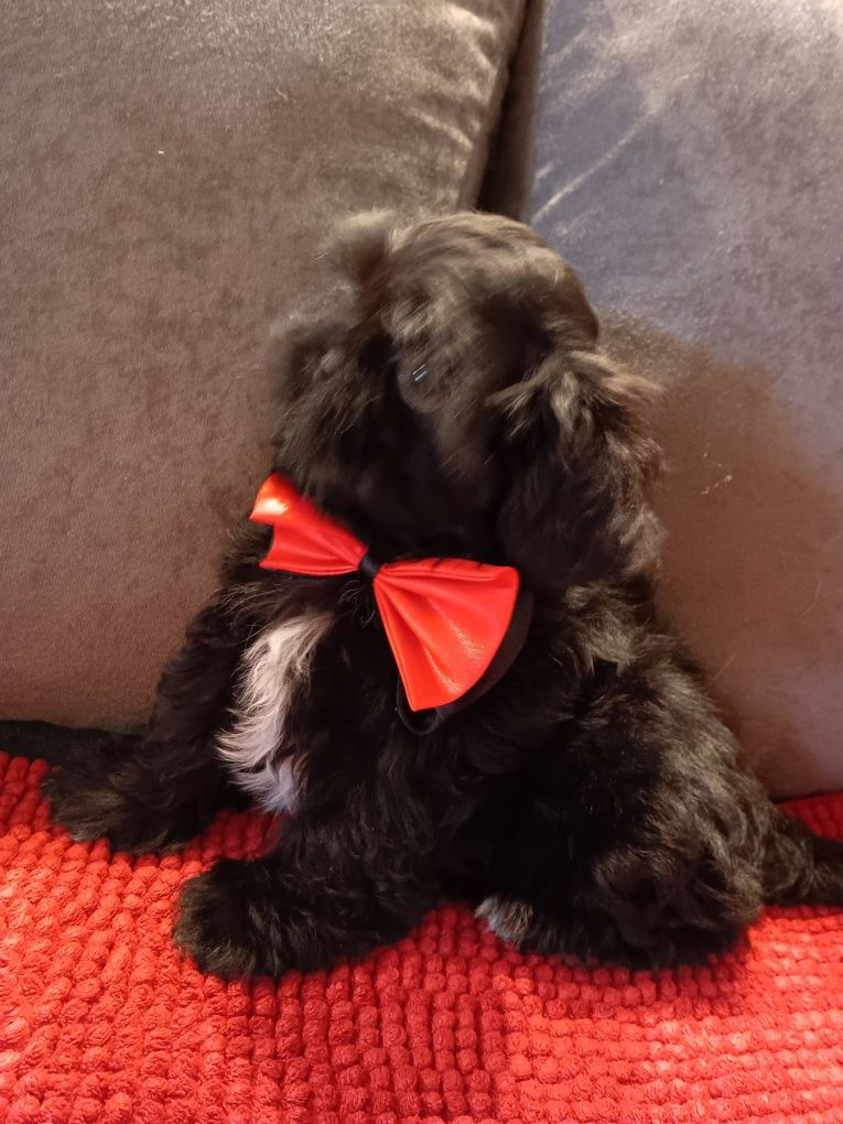 Shih Tzu Pies Piękności
