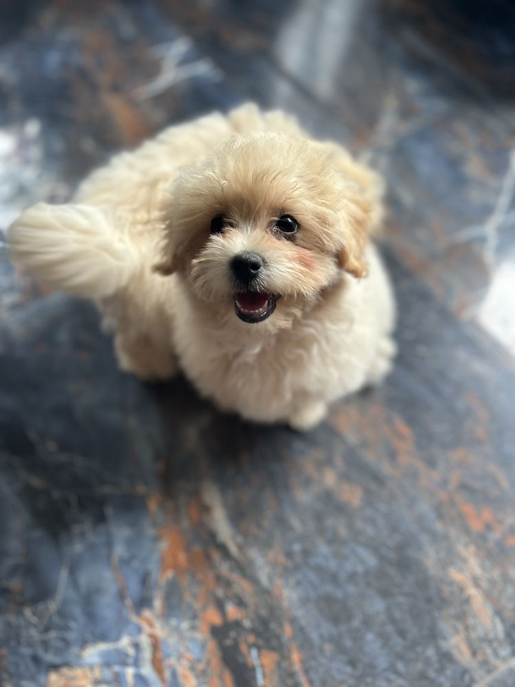 Maltipoo śliczny piesek