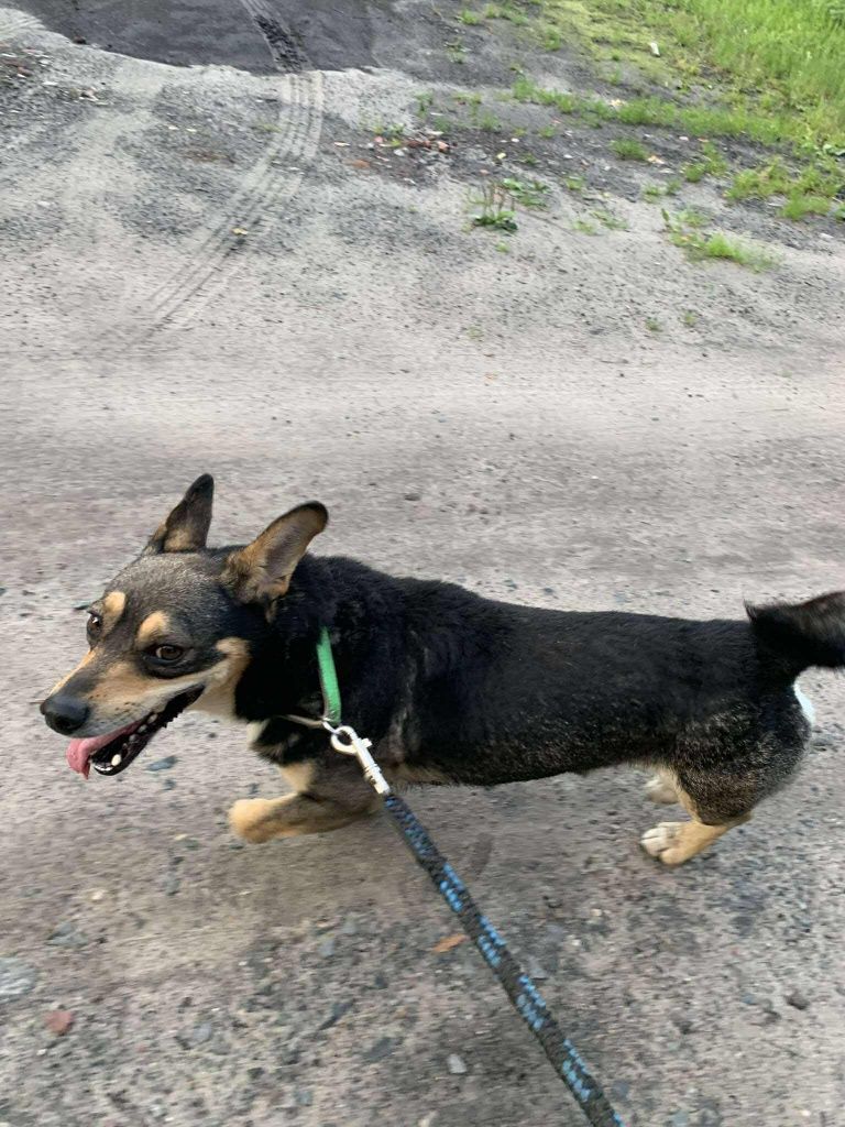 Łagodny, mały pies do adopcji