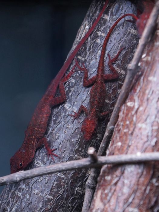 Jaszczurki Anolis sagrei odmiany ,,RED" rarytas