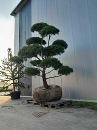 Bonsai Niwaki sosna..  jałowiec cis Szmaragd klon Katalpa jodła cis