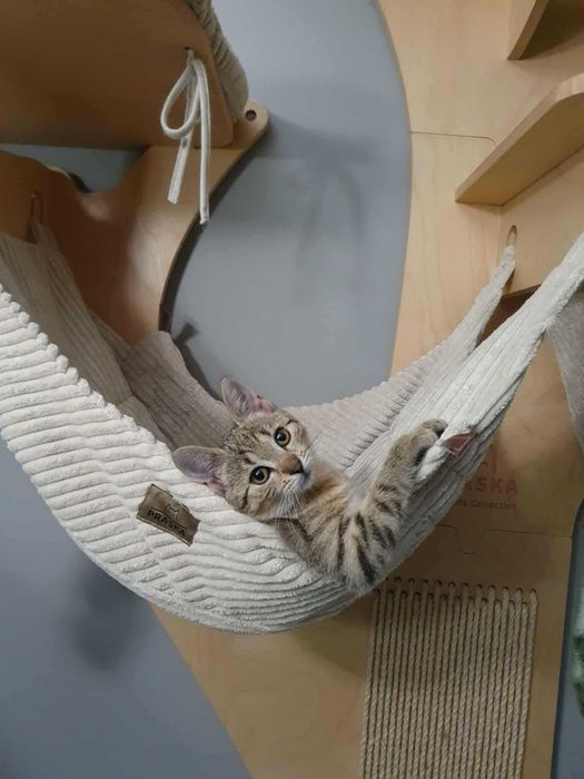 Hermiona z Fundacji Miasto Kotów