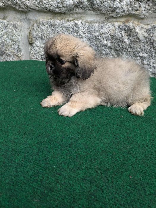 Pequines de qualidade