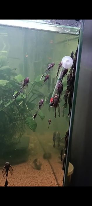 Ancistrus sp e longfin