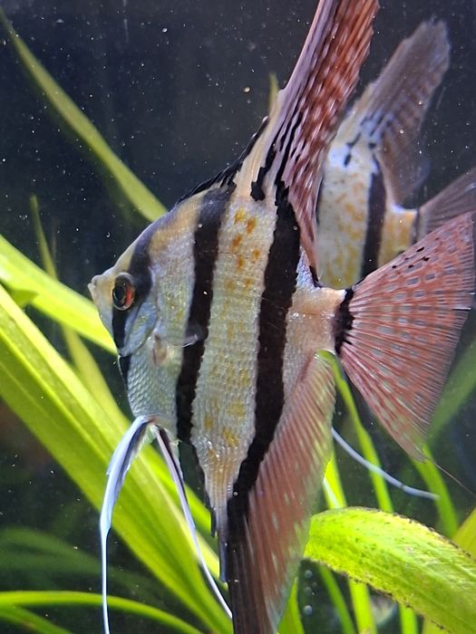 Młode Rio Nanay sprzedam