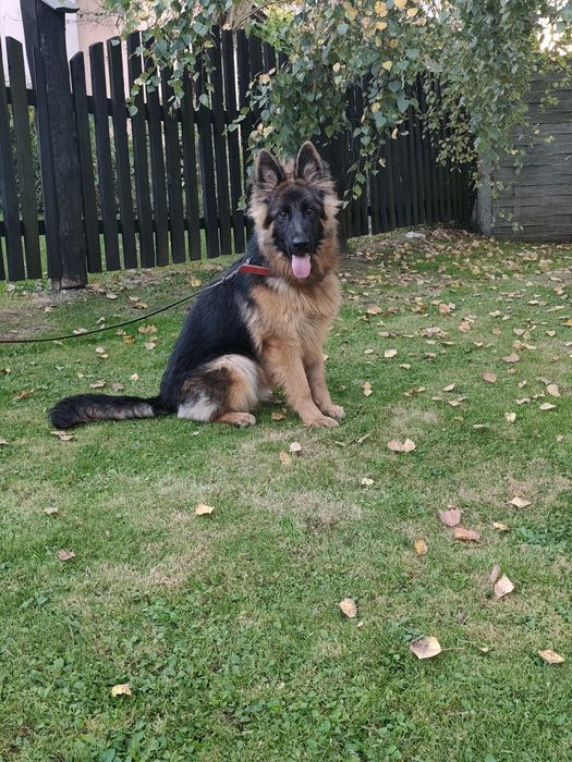 Owczarek niemiecki suczka