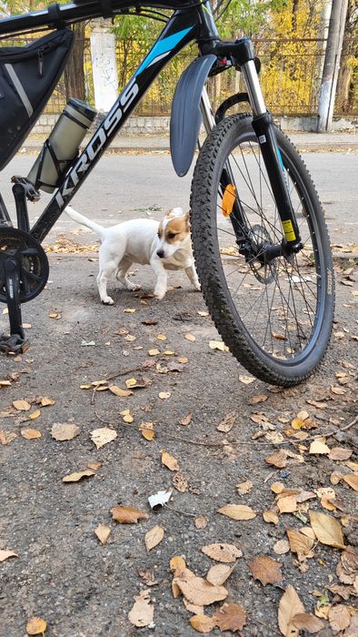 Собака маленька дівчинка