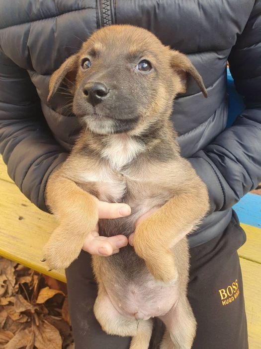 Отдам даром в добрые руки щенков