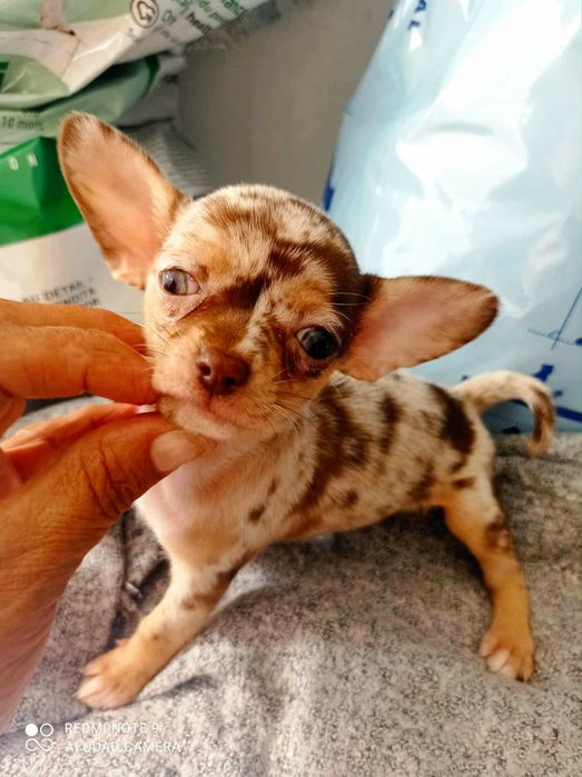 Chihuahua fêmea merle chocolate