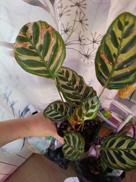 calathea kalathea makoya