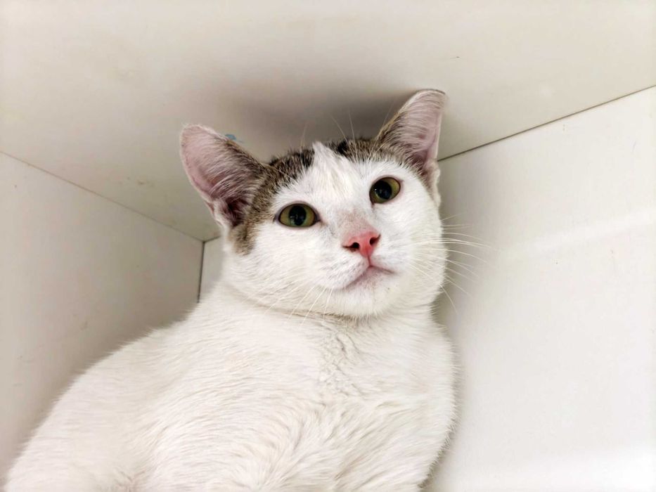 Муркотун Ясік, 10міс, ТЕРМІНОВО шукає домівку! кіт кошеня кішка