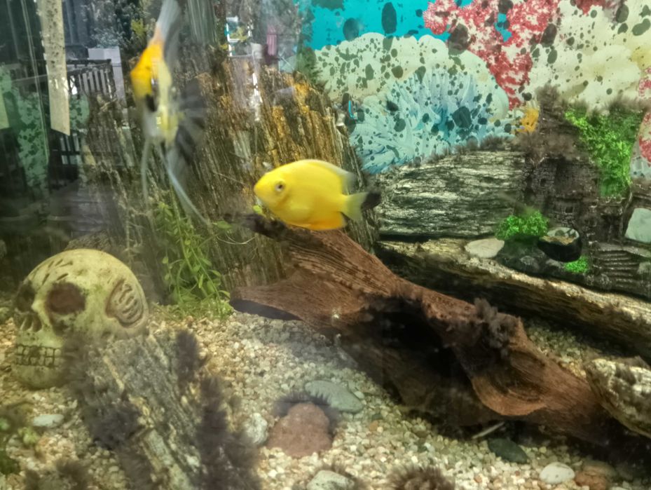 Puszczali do akwarium sprzedam lub zamienię na inne rybki
