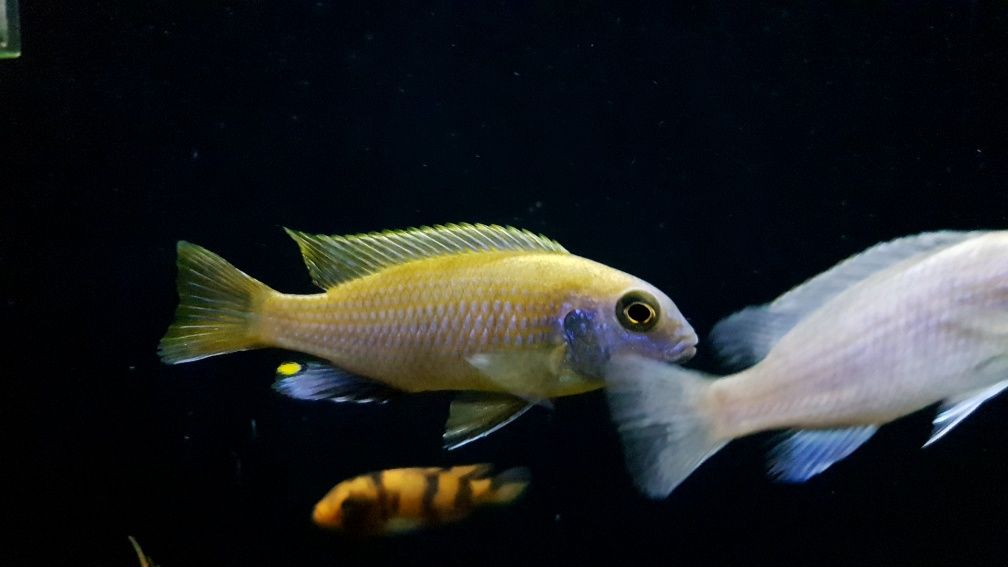 Metriaclima patricki chidunga F1