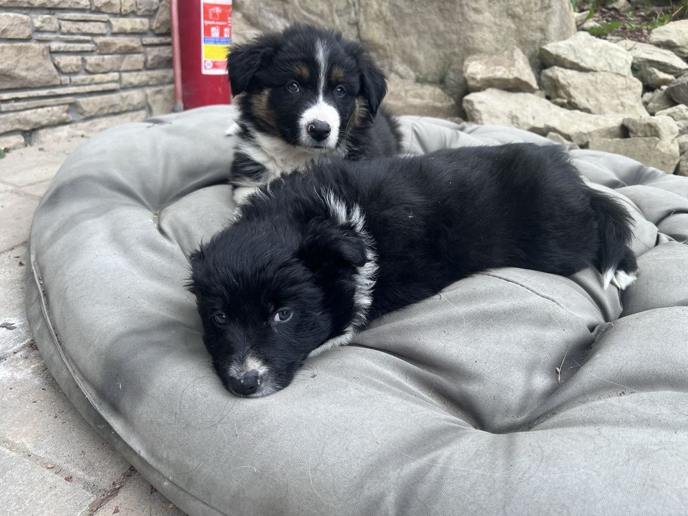 Piesek Border Collie