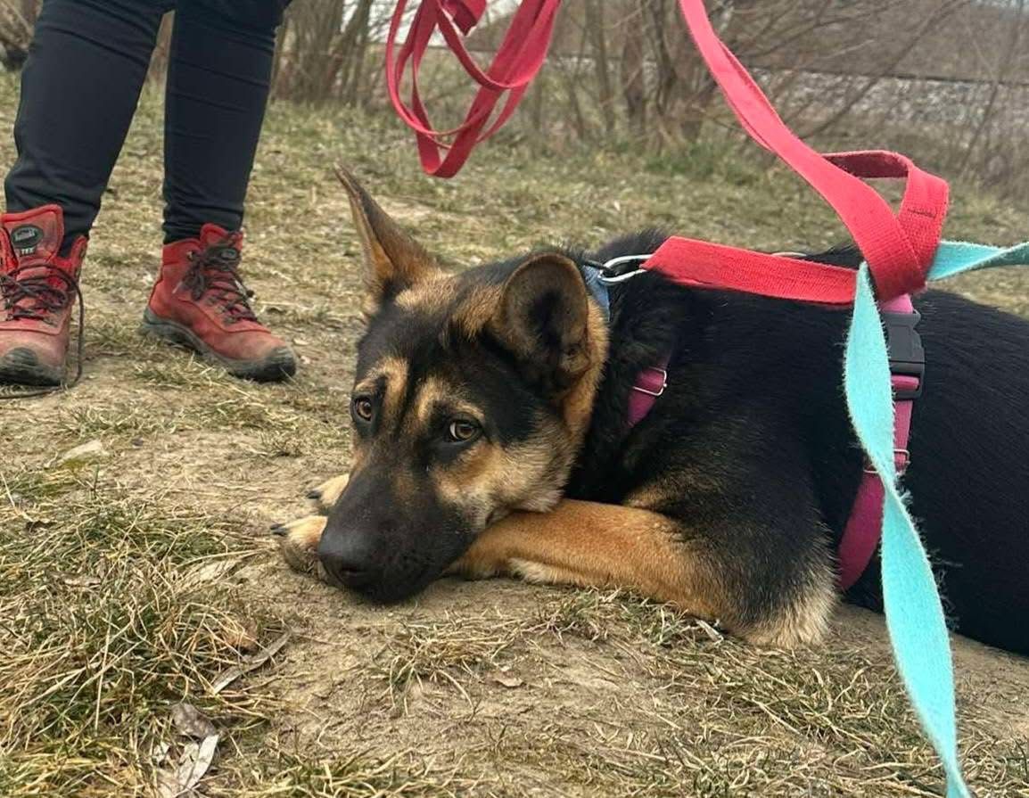 Geisza do adopcji!