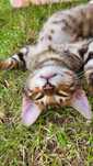 Bengal, bengalskie bengale