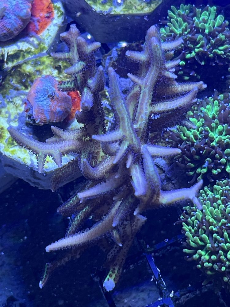 93 Seriatopora Hystrix Zielono-Fioletowa Koralowiec Sps Morskie