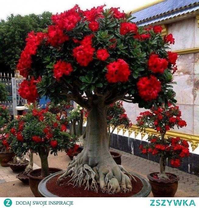 Adenium obesum Róża Pustyni +GRATISY