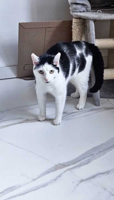 Cudowna Marysia gaśnie po śmierci właścicielki,schronisko nie dla niej