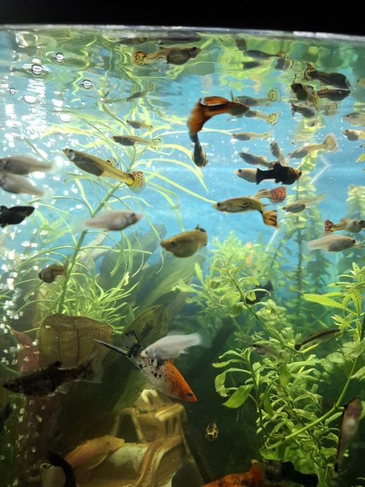 Rybki akwariowe, Żyworodne.Gupiki