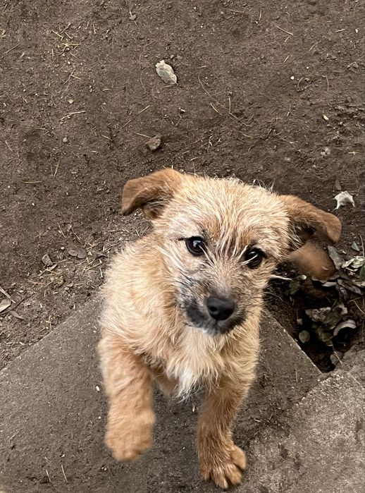 Oddam czteromiesięczną suczkę