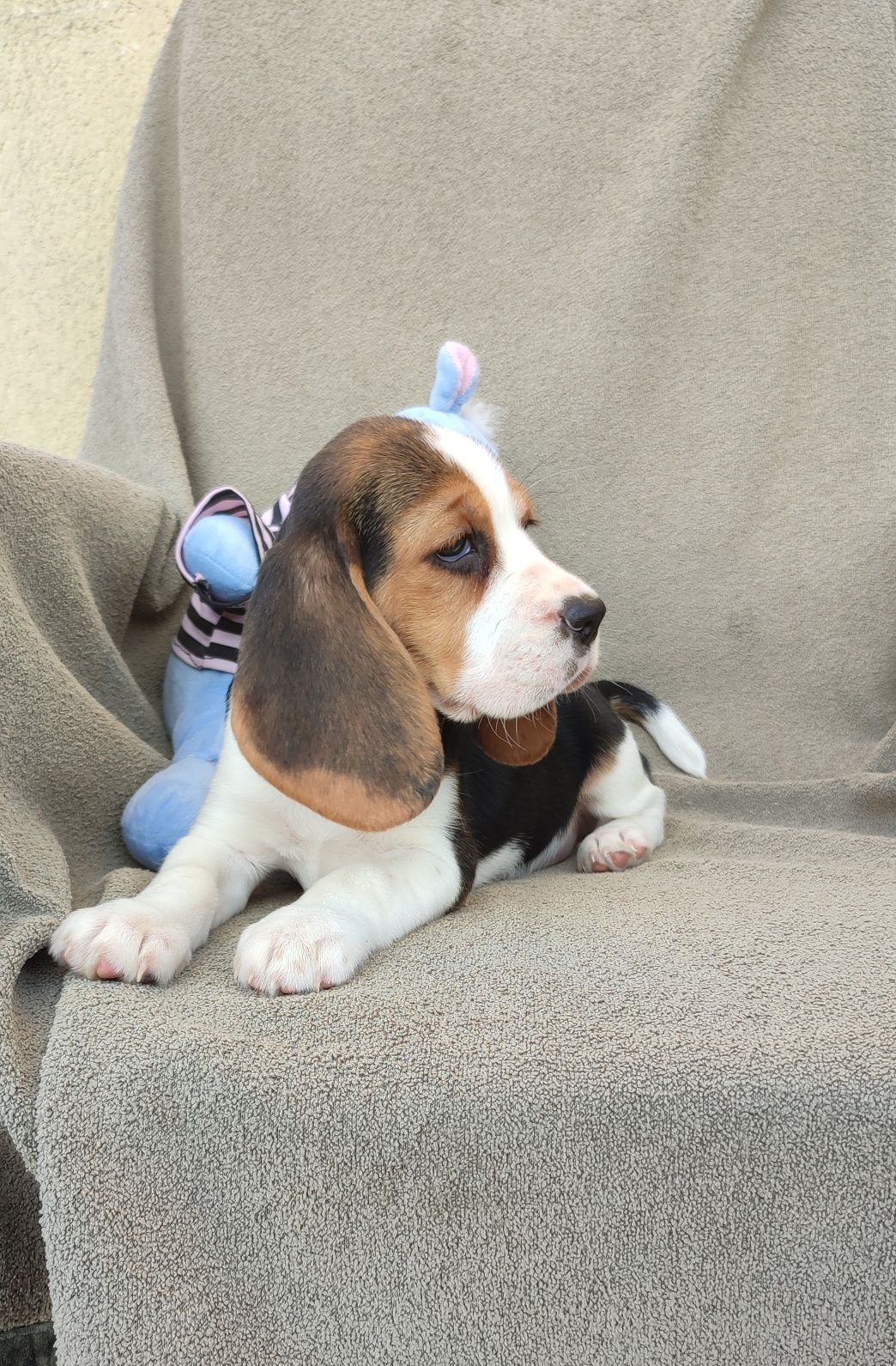 Szczeniak Beagle