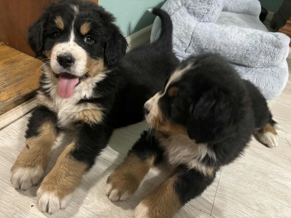 Berneński pies pasterski