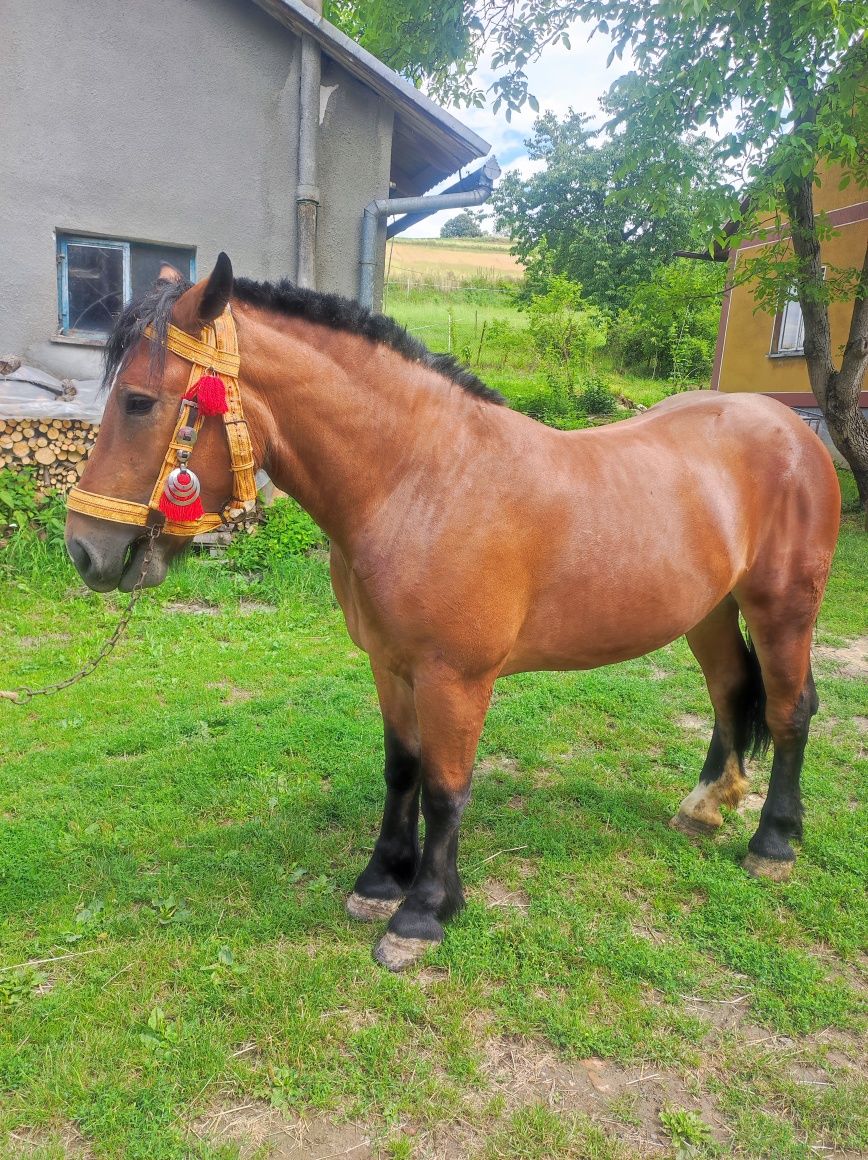Klacz zimnokrwista