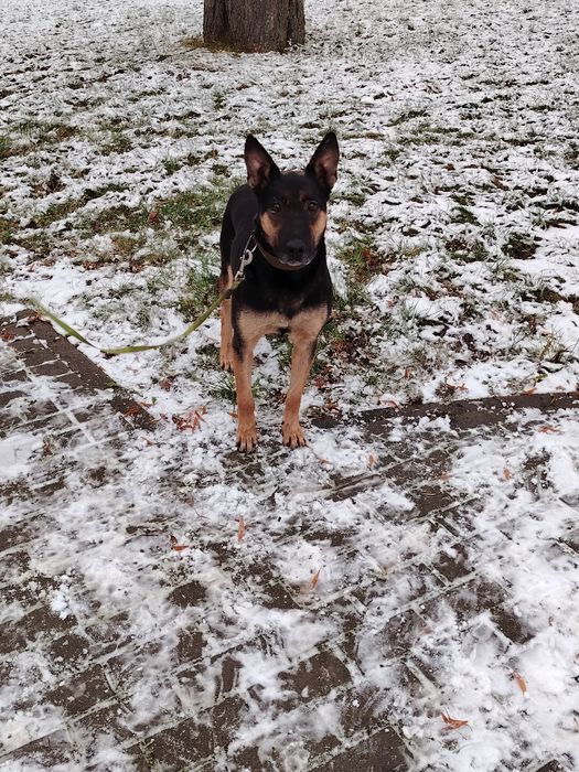 Owczarek Belgijski oddam max 50km