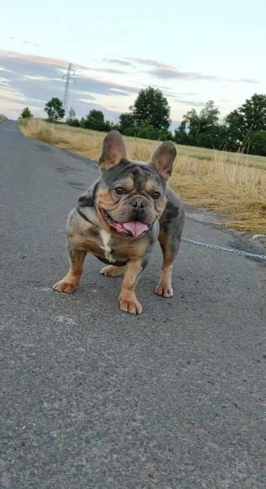 Buldog francuski usługa krycia